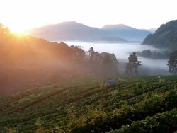 Strawberry Field Stock Footage