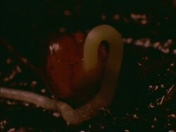 CU Time lapse Strangler Fig Tree Seed, Ficus centrifolia, germination, seed sprouts shoot which grows out of view, Panama Stock Footage