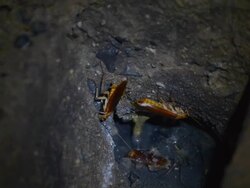 cockroach Stock Footage