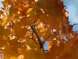 Autumn colors Stock Footage