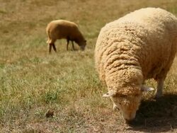 Grazing sheep Stock Footage