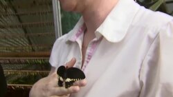 Walking among butterflies in Prague Instructional Video