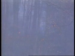 USA: NEW JERSEY: FOREST FIRES UPDATE News Clip