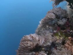 Xenia Pulsing Soft Coral feeding in current, shoaling fish in background, Southern Visayas, Philippines Stock Footage