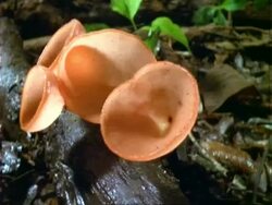 Fungus, leaf litter on forest floor, camera pans left to pinkish fungi on log, close up. Stock Footage