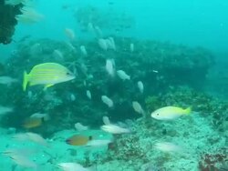MS Shot of School of snappers and cardinal fish swimming or drifting with surge over ledges and rocks / Matola, Maputo, Mozambique Stock Footage