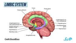 Why Do Some People Take More Risks? Instructional Video