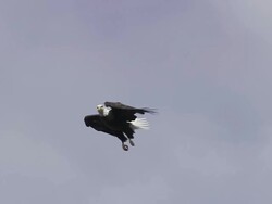 MS TS Bald Eagle gliding overhead to landing / Boise, Idaho, United States Stock Footage