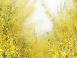 FORSYTHIA : natural colors - LOOP Stock Footage