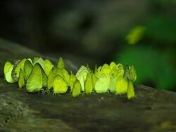 Butterfly ,HD Stock Footage