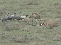 African Safari - Vultures Dive in on Cheetah Kill Stock Footage
