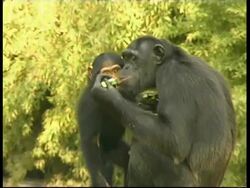 Chimpanzees, Pan troglodyte, mother eats food and kisses baby, baby picks nose and eats contents, soft focus fresh green leaves in background Stock Footage