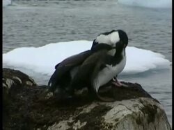 MS juvenile Imperial Shag, Phalacrocorax atriceps, being fed by adult, Antarctica Stock Footage