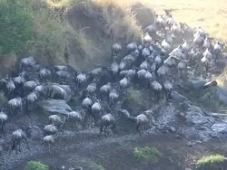 incredible fighting for survival - Great Wildebeest Migration in Kenya Stock Footage