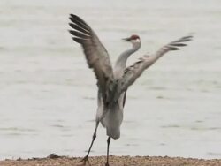 MS SLO MO Shot of Sandhill Cranes, Grus canadensis near river / Kearney, Nebraska, United States Stock Footage