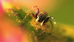 Jumping spider Stock Footage