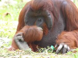 orangutan sit on ground Stock Footage