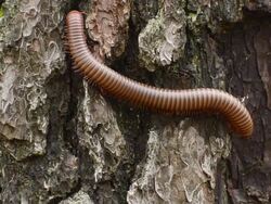 Millipede Stock Footage