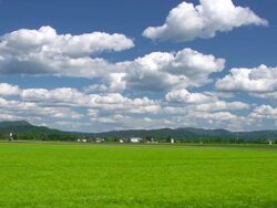 Green Wheat Field Stock Footage