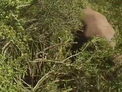 CU Shot of African elephant feeding in dense thicket pulling leaves off bushes / Port Elizabeth, Eastern Cape, South Africa Stock Footage