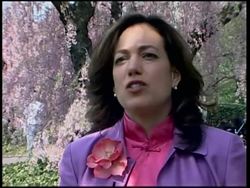 Brooklyn Botanic Garden's 25th Annual Cherry Blossom Festival News Clip