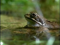 CU Frog sitting in water calling, UK Stock Footage