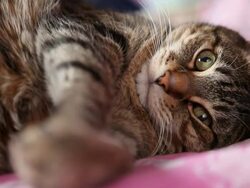 Cute Cat Laying Down Stock Footage