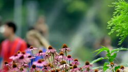 New Yorkers stroll past flowers and a fountain in a New York City park. Stock Footage