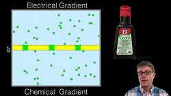 Electrochemical Gradient Instructional Video