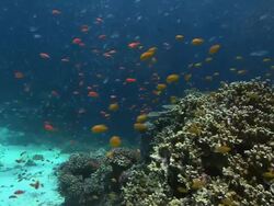 Reef fish feeding. Seen here are lemon damselfish (Pomacentrus moluccensis) lyretail anthias (Pseudanthias squamipinnis) and blue green chromis (Chromis viridis) Stock Footage