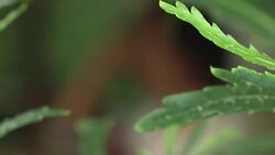 Drivers encouraged to swap four wheels for two in car-choked city News Clip