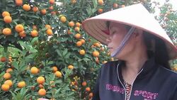 VOICED : Toxic Tet kumquats highlight Vietnams pesticide problem News Clip