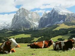 WS Cattle resting in an alpine meadow below snow-capped peak / Italy Stock Footage