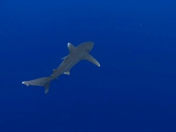 MS Oceanic whitetip shark / Hawaii, United States Stock Footage