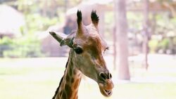 HD:Giraffe Stock Footage