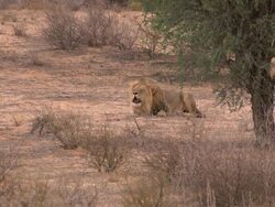Roaring-Lion Stock Footage