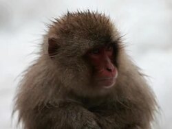  MS Snow Monkey (Japanese Macaque) / Jigokudani, Nagano, Japan Stock Footage