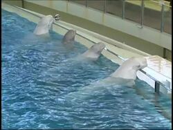 Synchronised swimming by dolphins News Clip