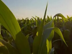 WS CS Farmer Rejoicing In The Field Stock Footage