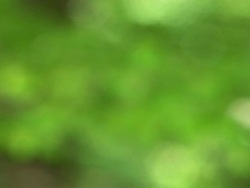 HD: Green branch Stock Footage