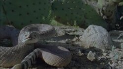 A rattlesnake shakes its rattle, and flicks it tongue before striking. Stock Footage
