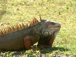 Iguana Closeup Stock Footage