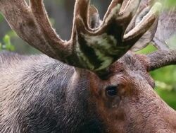 ECU Shot of Bull moose (Alces alces) eyeball shot of large bull indown pour / Ward, Colorado, United States Stock Footage