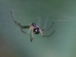 Spider Stock Footage