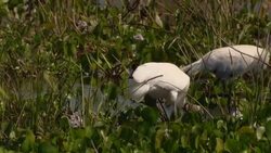 Storks forage across marshlands. Stock Footage