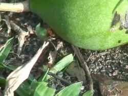 Atta worker ants Stock Footage