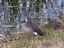 Pair of Ducks Stock Footage