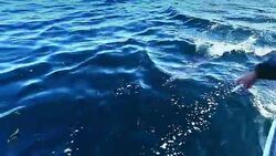 Dolphins Stock Footage