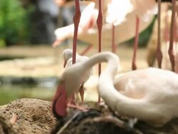 Baby flamingo grooming Stock Footage