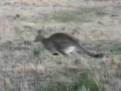 Jumping Kangaroo in Outback Australia Stock Footage